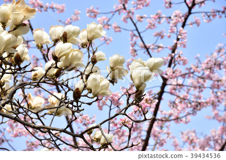 Haku Mokren 39434536