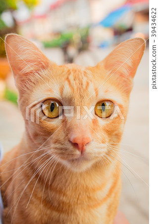 Beautiful thai cat at home in Thailand. Beautiful thai cat at home in Thailand. 39434622