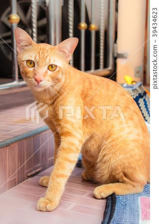 Beautiful thai cat at home in Thailand. Beautiful thai cat at home in Thailand. 39434623