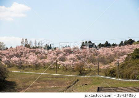 千葉縣長原町的櫻花 39434880