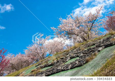 千葉縣長原町的櫻花 39434883