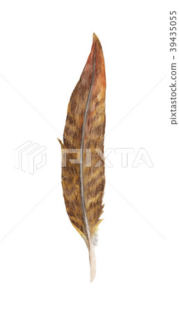 Hand drawn watercolor paintings vibrant feather. 39435055