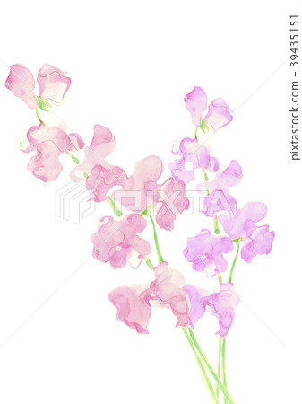 Sweet pea Sweet pea 39435151
