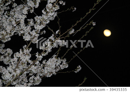 月亮和櫻花 月亮和櫻花 39435335