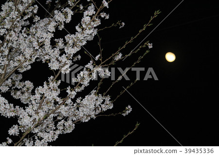 月亮和櫻花 月亮和櫻花 39435336