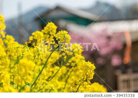 油菜花和房子 油菜花和房子 39435338