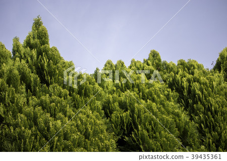 Green and sky 39435361