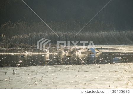 Goni,KyungAncheon,Gyeonggi-do Goni,KyungAncheon,Gyeonggi-do 39435685