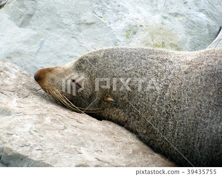 新西蘭凱庫拉(Kaikoura)睡覺的野生毛皮海豹 新西蘭凱庫拉(Kaikoura)睡覺的野生毛皮海豹 39435755