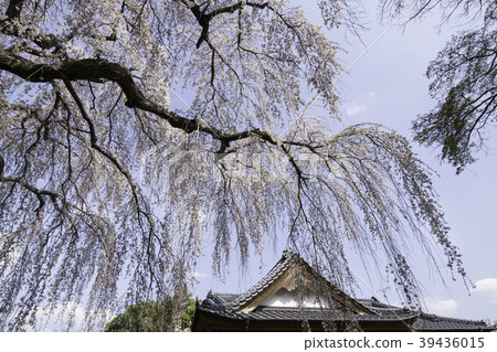 Cherry blossoms of Ibaraki Prefecture Nakashi Amida Temple 39436015