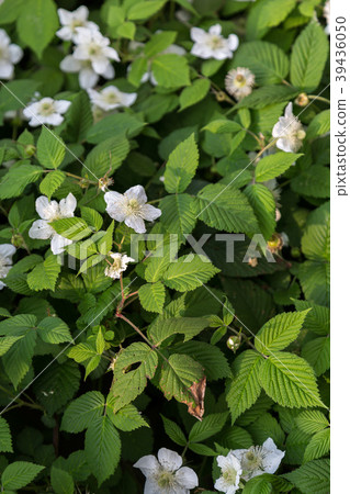 早稻田一護 早稻田一護 39436050