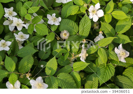 Waseda Ichigo 39436051