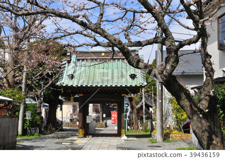 Kamakura Myoutenji Sanmon and Sakura 39436159