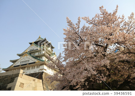 Osaka Castle Sakura 13 39436591