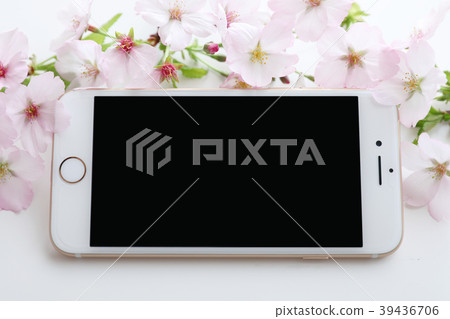 Sakura and smartphone 39436706