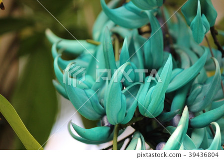 金銀花 金銀花 39436804