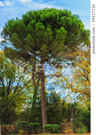 green pine tree on blue sky background 39437116