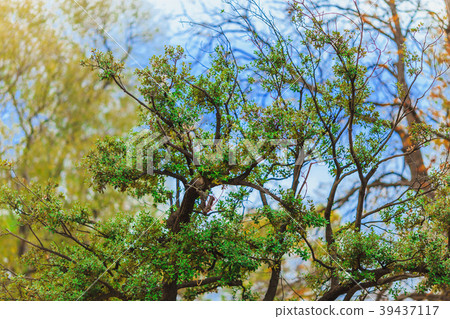 green pine tree on blue sky background green pine tree on blue sky background 39437117