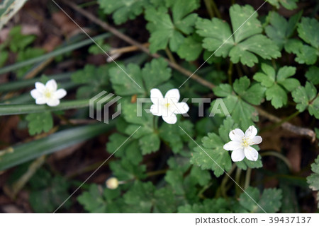 山花 山花 39437137