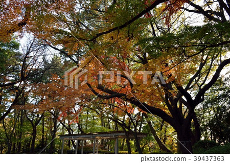 Autumn leaves of Tamagawadai Park Autumn leaves of Tamagawadai Park 39437363
