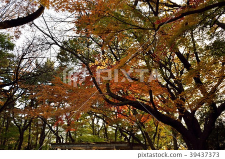 Tamagawadai公園秋葉 39437373