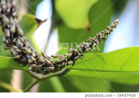 Buds of Jade Castle 39437450