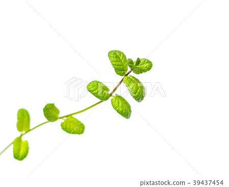 Mint branch on a white background. Isolated. 39437454