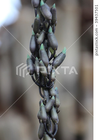 玉城堡的芽 玉城堡的芽 39437501