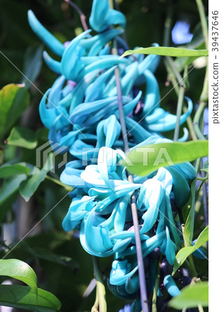 Honeysuckle Honeysuckle 39437646