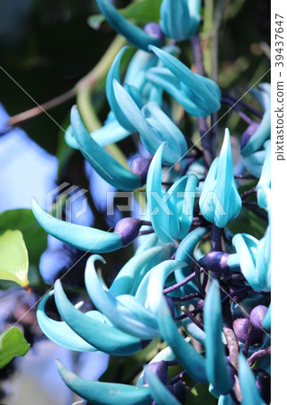 Honeysuckle 39437647