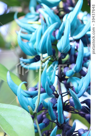 Honeysuckle 39437648