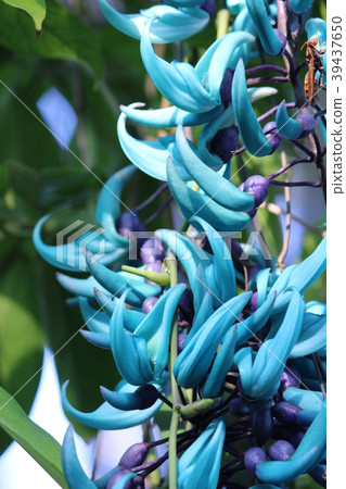 金銀花 金銀花 39437650