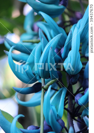 Honeysuckle Honeysuckle 39437670