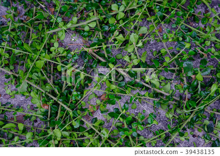 Tree background Tree background 39438135
