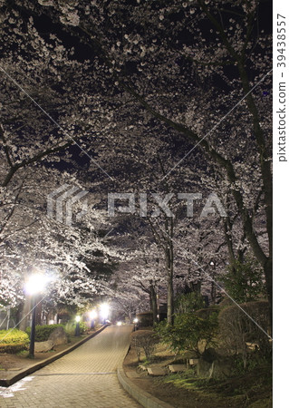 Night cherry blossoms light up of Kawaguchi - Stock Photo