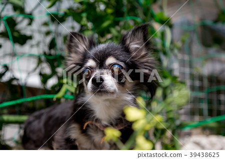 Senior dog Chihuahua 39438625