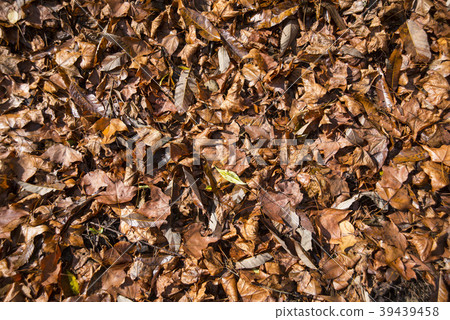 滿地咖啡色的枯葉 39439458