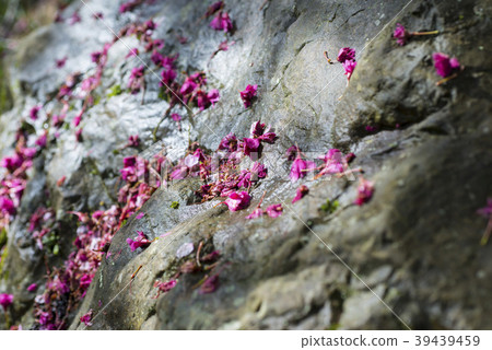 Red cherry blossoms on the stone Red cherry blossoms on the stone 39439459