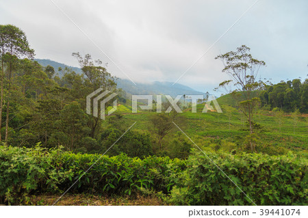 green tea plantations high in the mountains 39441074