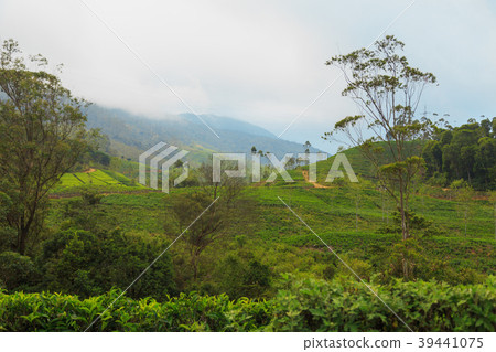 green tea plantations high in the mountains 39441075