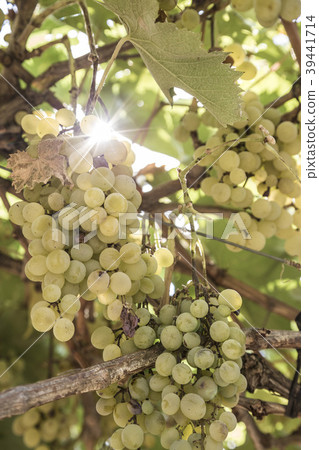 sun beams behind ripe white grapes in a vineyard sun beams behind ripe white grapes in a vineyard 39441714
