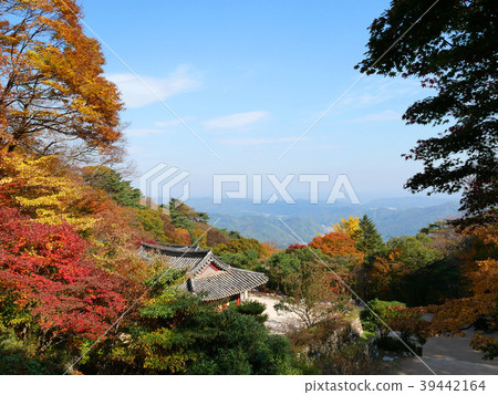Seokguram Grotto Temple in autumn. 39442164