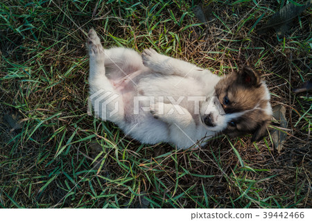 Bangkaew Puppies in wooden box Bangkaew Puppies in wooden box 39442466