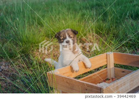 Bangkaew Puppies in wooden box Bangkaew Puppies in wooden box 39442469