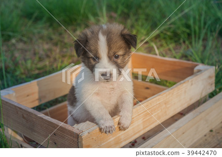 Bangkaew Puppies in wooden box 39442470