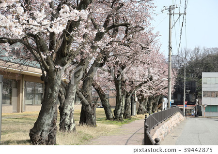 Mikuni scenery Mikuni's cherry blossoms at the Museum of Culture and Futures (Fukui Prefecture Sakai City Mikunicho) 39442875