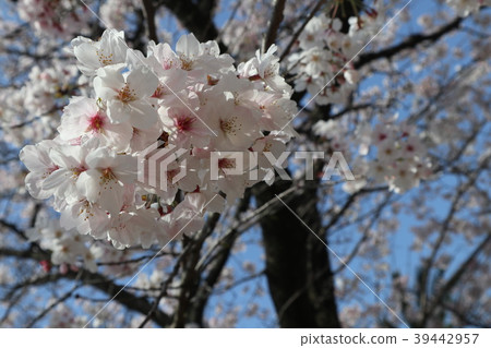 Cherry Blossoms	 39442957