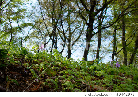 Kataki's flower Shimizuyama Forest Kataki's flower Shimizuyama Forest 39442975