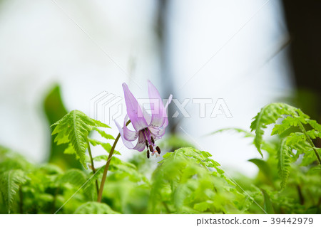 Kataki的花Shimizuyama森林 Kataki的花Shimizuyama森林 39442979