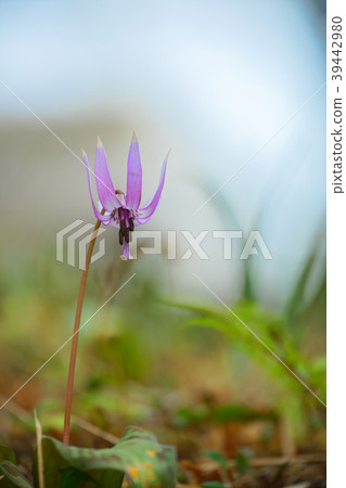 Kataki的花Shimizuyama森林 Kataki的花Shimizuyama森林 39442980